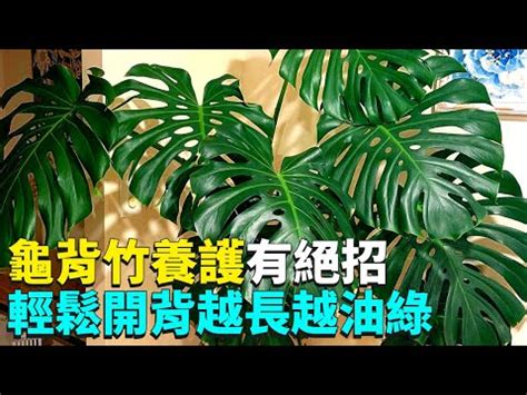 龜背芋放房間|龜背芋可以放室內嗎？揭開這種植物的神秘面紗 – 植物盆栽綠寶典